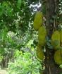 Jackfruit tropics breadfruit jack fruit