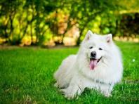 Samoyed Laika (Samoyed): foto av hunden, allt om rasen Utbildning och träning