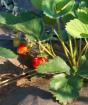 Tamang pagpapalaganap ng mga strawberry na may bigote na hakbang-hakbang