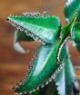 Aloe ja Kalanchoe raviomadused ja vastunäidustused