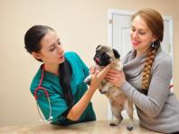 Vad man ska mata en hund med urolithiasis: tips om att skapa rätt diet Näring för hundar med urolithiasis