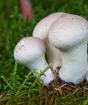 Regnrockar: en beskrivning av ätbara arter, recept, varningar om giftiga svampar Beskrivning av en regnrocksvamp