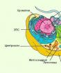 Cellstruktur och funktion