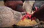Skörd av nässelkostar för fjäderfä Hur man matar kycklingar med nässlor