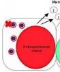 Human leukocyte interferon: mga tagubilin para sa paggamit ng Human leukocyte interferon