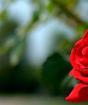 Miks punased roosid unistavad? Esitati punaste rooside nägemine unes